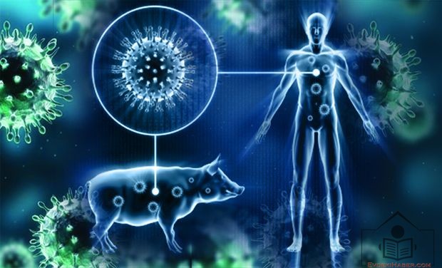 Domuz Gribi - H1N1 Virüsü Nedir?